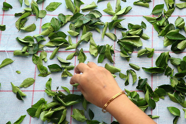 curry leaves powder spread it on a kitchen towel