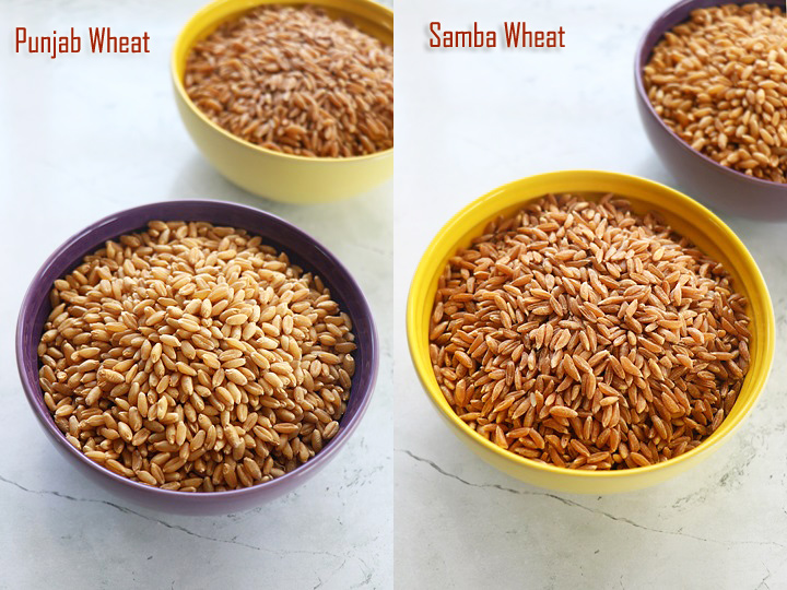 punjab wheat and samba wheat